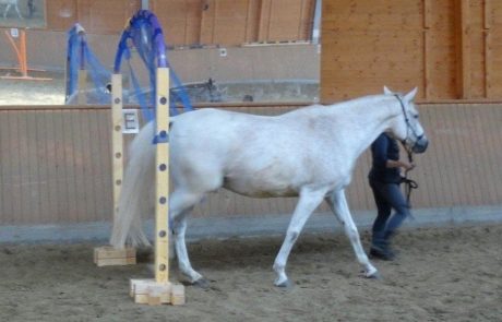 CKS Agilitech – das Horse Agility-Trainingssystem