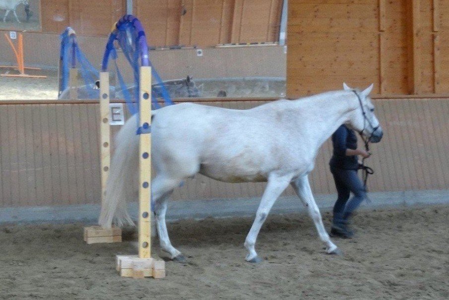 CKS Agilitech – das Horse Agility-Trainingssystem
